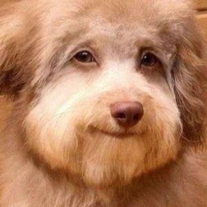 Meet your Posher, Auldyn